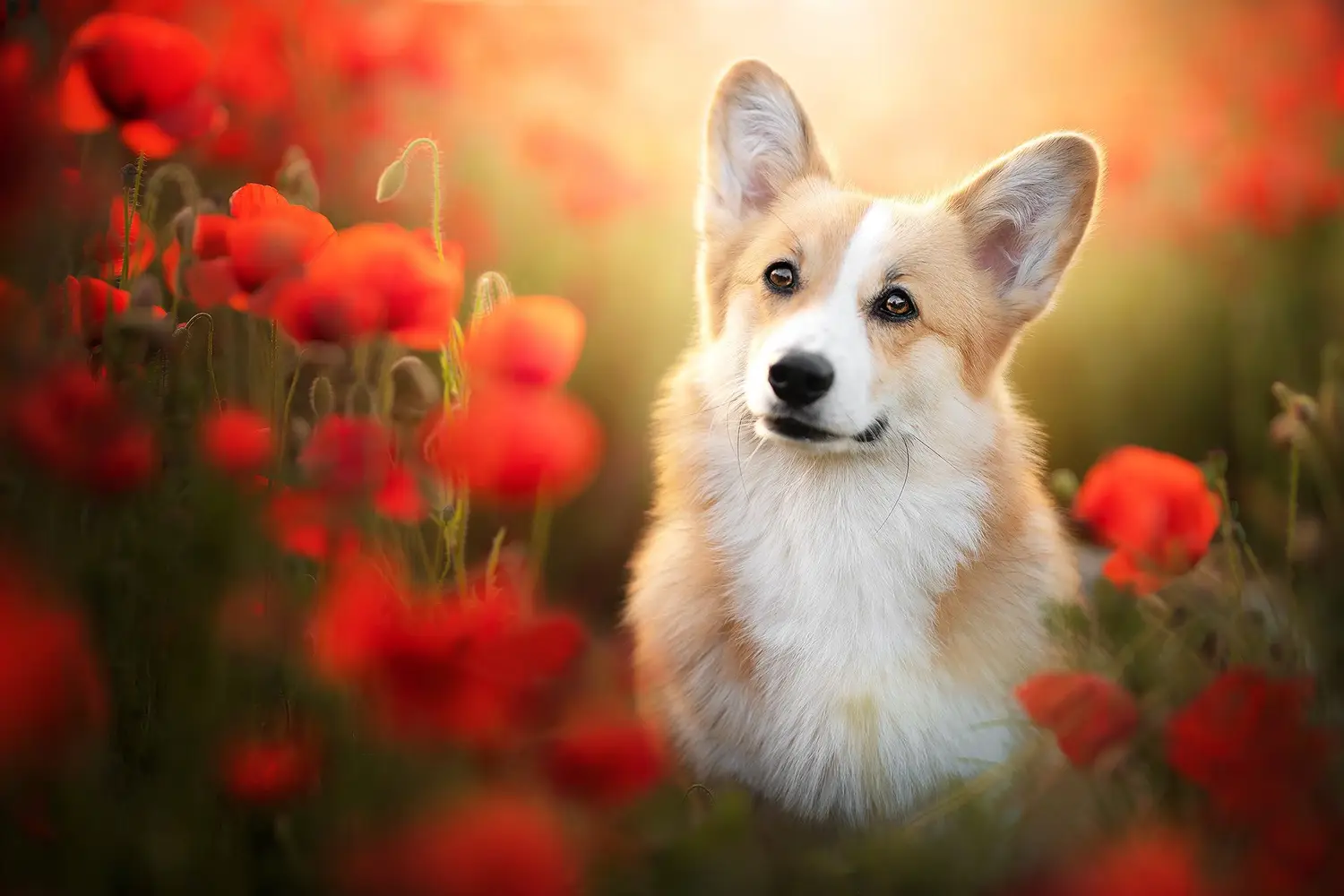 Lorem ipsum dolor sit amet, consectetur adipiscing elit. Nullam lobortis eros vel neque auctor laoreet.