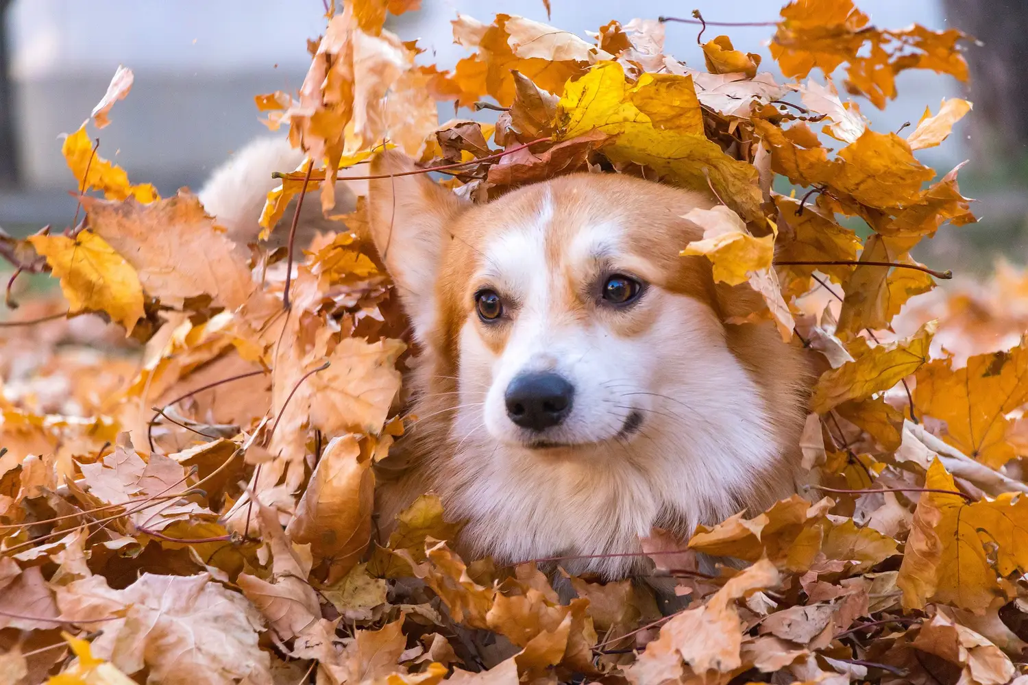 Lorem ipsum dolor sit amet, consectetur adipiscing elit. Nullam lobortis eros vel neque auctor laoreet.